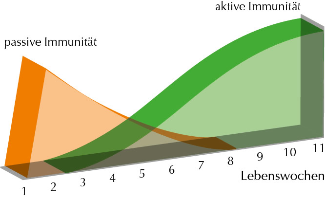 Entwicklung der Immunität Entwicklung der Immunität