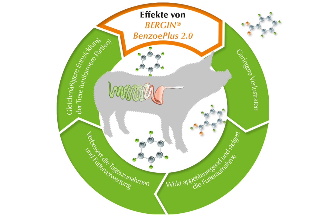 BERGIN BenzoeProtect Plus 2.0 - Effekte